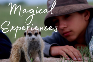 Magical experiences
