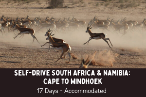 Self drive South Africa and Namibia itinerary - Cape to Windhoek with a herd of spirnbok running down the Auob River bed in the Kgalagadi Transfrontier Park