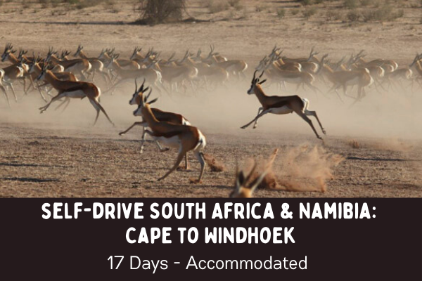 Self drive South Africa and Namibia - Cape to Windhoek with a herd of spirnbok running down the Auob River bed in the Kgalagadi Transfrontier Park