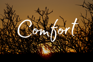 The word comfort highlight against silhouetted branches in the Kgalagadi Transfrontier Park, South Africa
