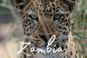 A close up of a leopard looking straight into the camera