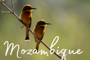 Two gorgeous little bee eater birds perched delicately on a branch
