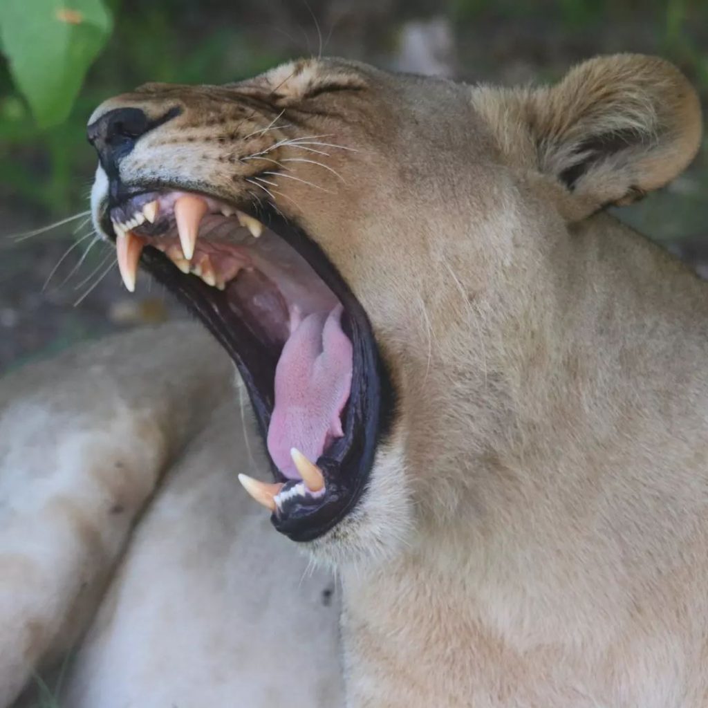 Lioness yawning and showing off her very big teeth, Savuti, Botswana