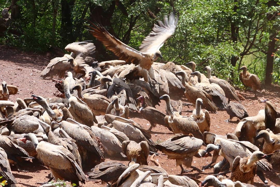 Vulture Feeding, Victoria Falls
