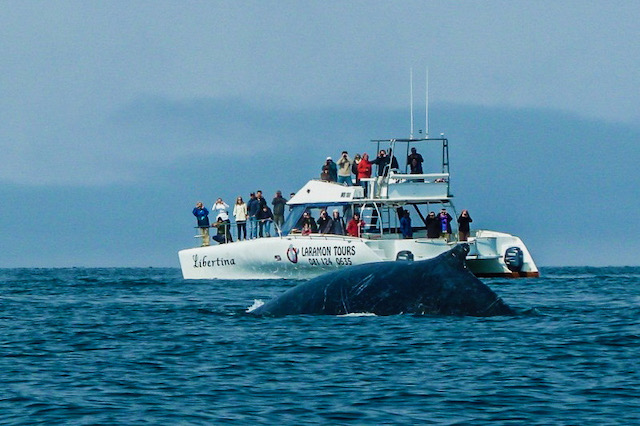 Swakopmund activities, marine cruise