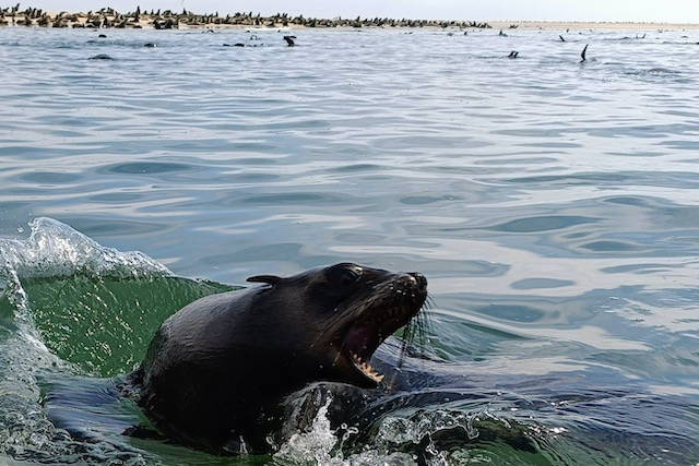 Pelican Point Sea Kayaking Swakopmund activities