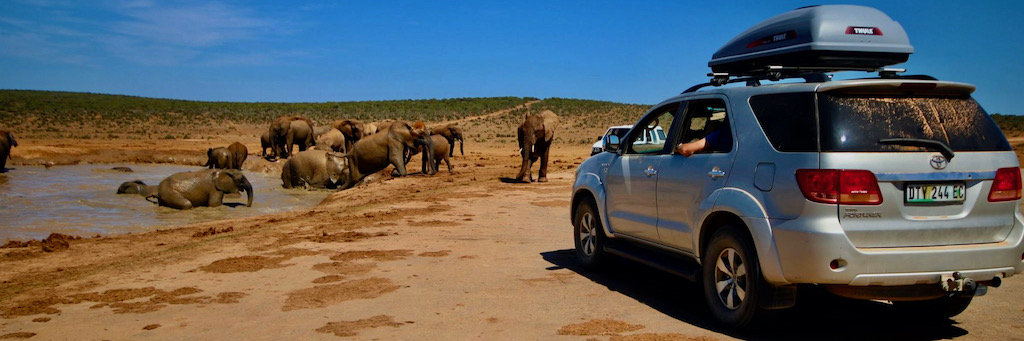 Sitting in a self drive suv watching a fabulous herd of elephant leave a waterhole right in front of the vehicle in Addo Elephant Park, South Africa