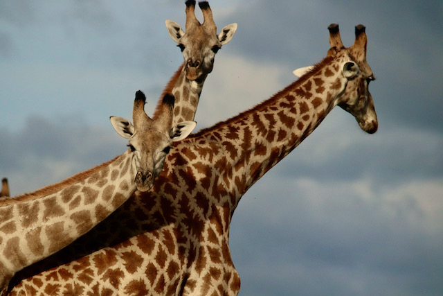 Chobe giraffe, Self Drive Botswana