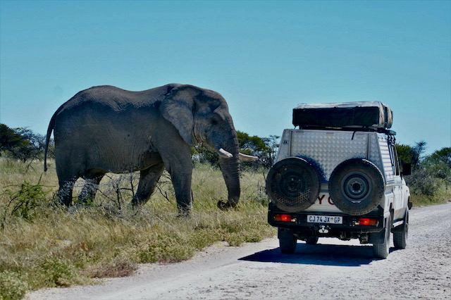 Self drive Namibia, Etosha Vehicle and Elephant