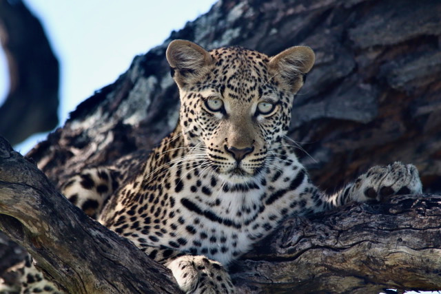 Etosha, Namibia holiday