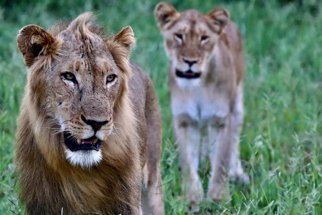 Kruger lion - a male and young female walking towards the camera