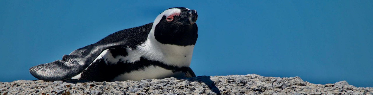 Penguins, Cape Town, South Africa, South Africa Tours and Packages