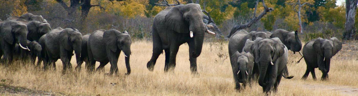 Hwange elephants running to the waterhole, Zimbabwe