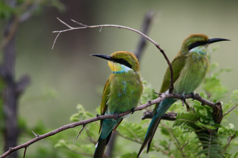 Makgadikgadi Bee Eaters, Botswana