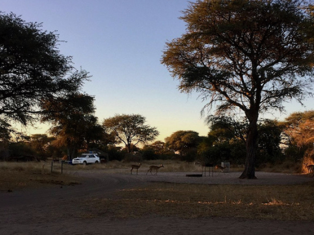 Khumaga Campsite with impala walking through