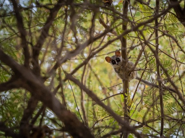 Nata Lodge Bush Baby