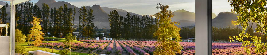 Lavender farm, Franschhoek Cape Winelands Banner