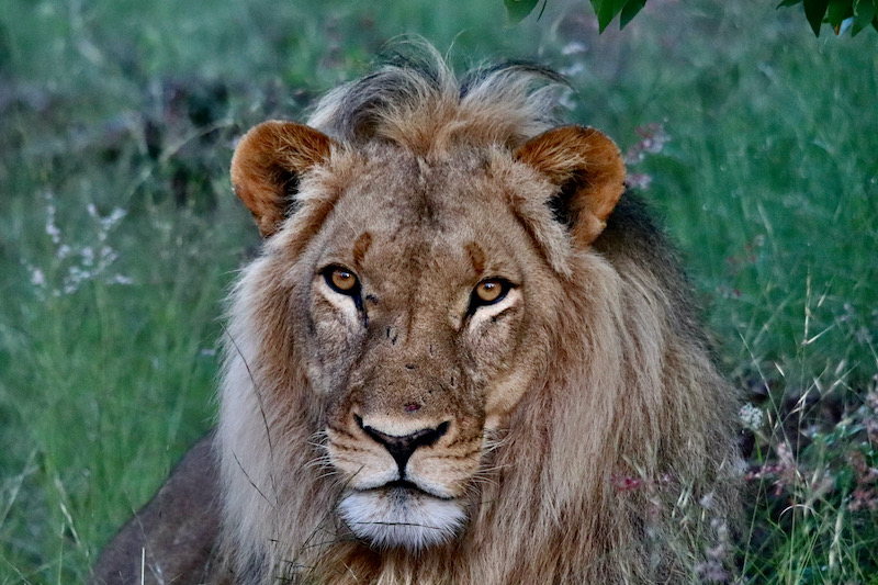 Hwange National Park, Lion, Zimbabwe