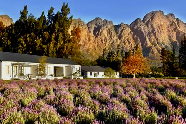 Lavender Farm Guest House, Cape Winelands