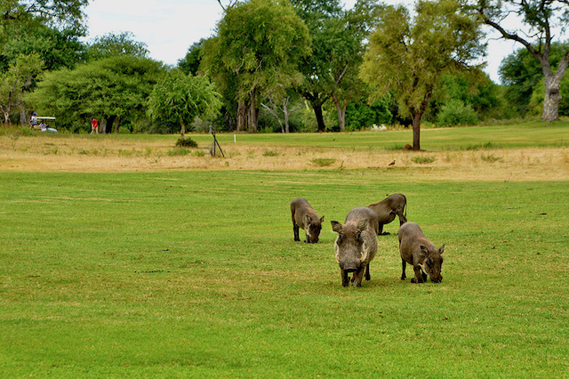 Skukuza Golf Course with Warthog