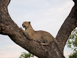 African safari