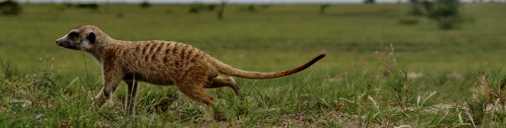 Meerkat Banner, Botswana