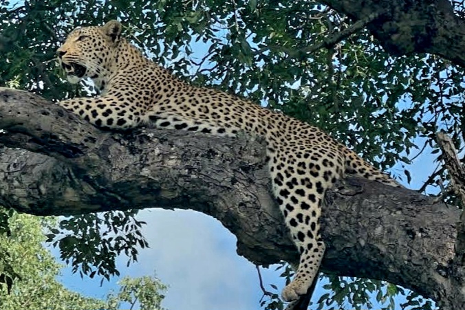 Leopard on African safari