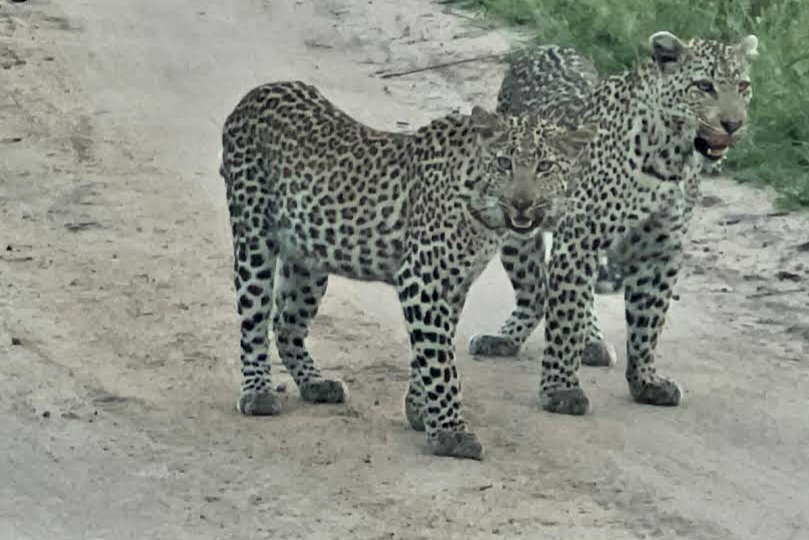 Leopards on safari