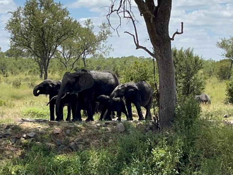 Elephants @Hoya Hoya, Kruger NP