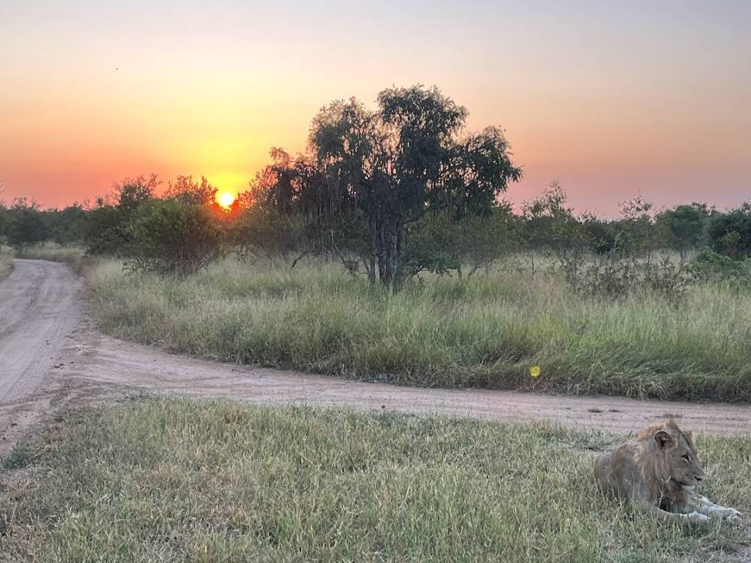 African safari