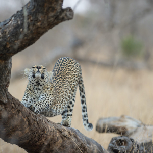 South Africa Kruger