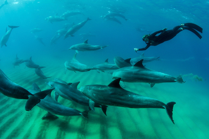 Mozambique Ponta Dolphin Encounter