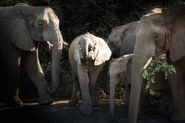 Sunway South Africa Hluhluwe elephant