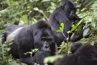 Mountain gorillas of Uganda, silverback