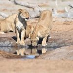 Greg and Cathy Self-Drive Namibia & Botswana