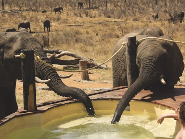 Khulu Bush Camp, Pool &amp; Elephants, Hwange National Park, Zimbabwe