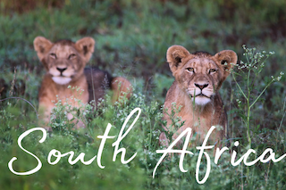 Travel itineraries southern Africa - South Africa, Lion