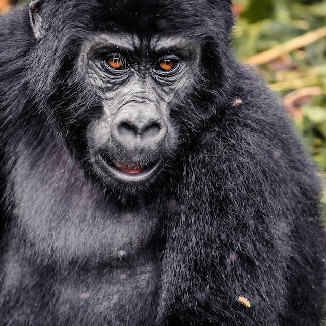 Jeff with mountain gorillas of Rwanda, silverback