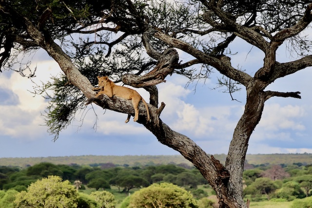 Lioness resting in a tree in Tarangire National Park, Tanzania