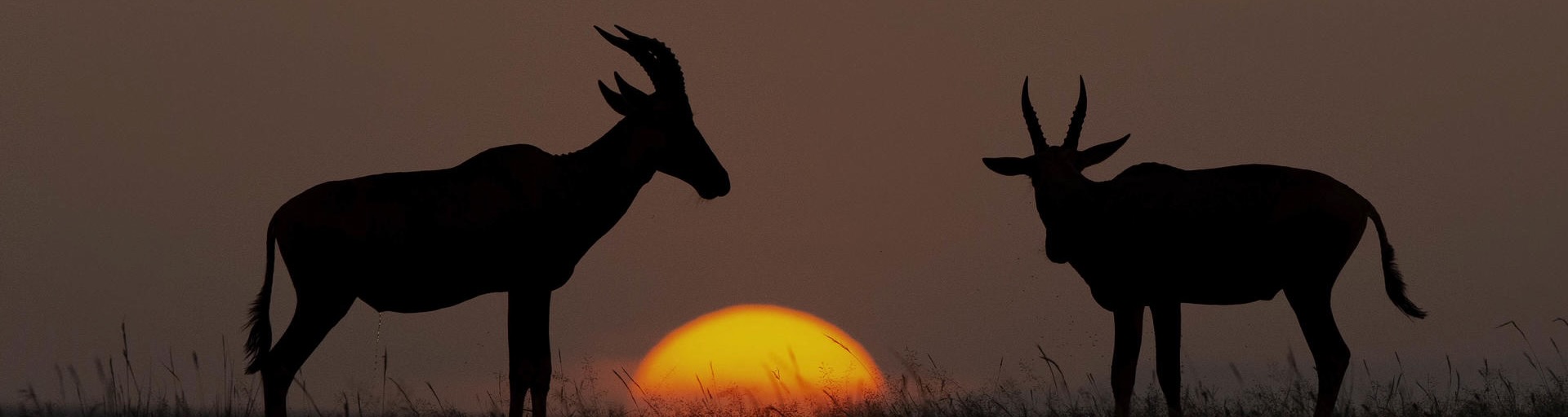 Mara Sunset, Porini Camp, Kenya