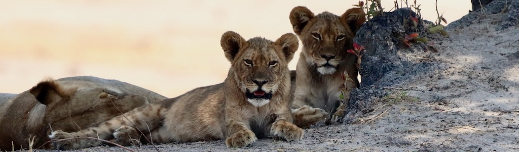 Hwange Lion, Zimbabwe