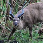 Cathryn Photos - Sitatunga