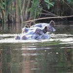 Cathryn Photos - Hippo