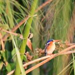 Cathryn Photos - Malachite Kingfisher