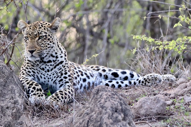 Sabi Sands Leopard, Greater Kruger, South Africa