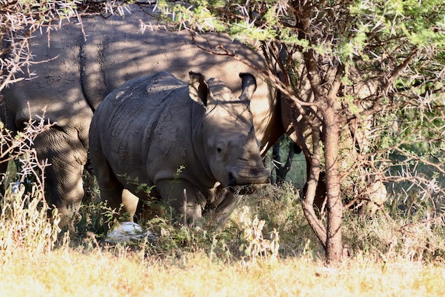 White rhino and calf at Dinokeng Game Reserve, Pretoria, South Africa