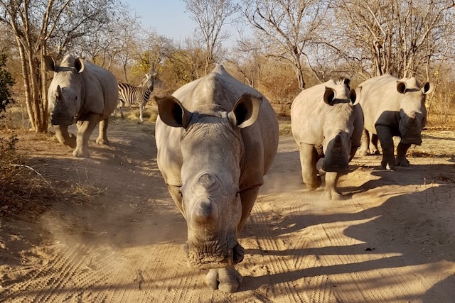 Hoedspruit Endangered Species Centre, South Africa