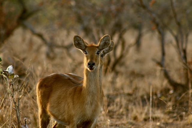 Wildlife Camp Zambia