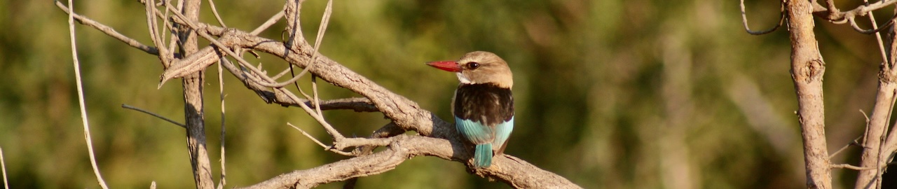 Hwange Lion, Zimbabwe