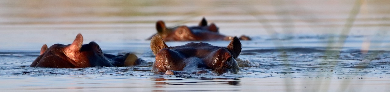 Hippo eyeing the camera, Khwai Concession, Botswana